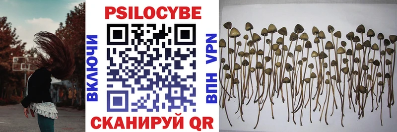наркотики  Канаш  Псилоцибиновые грибы Psilocybe 